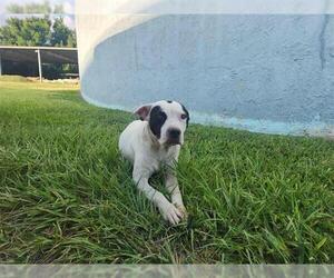 Staffordshire Bull Terrier-Unknown Mix Dogs for adoption in Houston, TX, USA