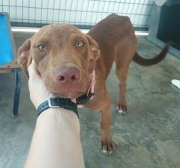 Medium Photo #1 Labrador Retriever-Redbone Coonhound Mix Puppy For Sale in Mountain View, AR, USA