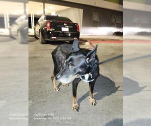 German Shepherd Dog Dogs for adoption in San Antonio, TX, USA