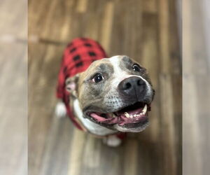 Mutt Dogs for adoption in Royse City, TX, USA