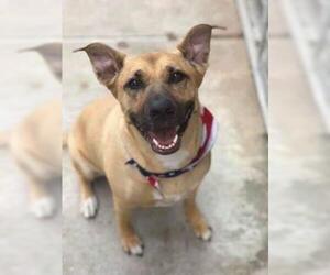 Shepradors Dogs for adoption in Los Banos, CA, USA