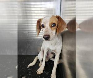 Mutt Dogs for adoption in San Antonio, TX, USA