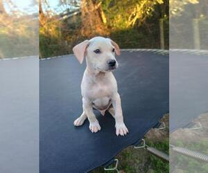 Mutt Dogs for adoption in The Woodlands, TX, USA