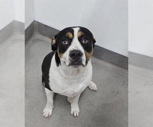 American Pit Bull Terrier-Unknown Mix Dogs for adoption in HESPERIA, CA, USA