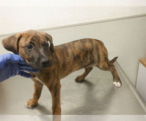 Labrador Retriever-Unknown Mix Dogs for adoption in Oroville, CA, USA