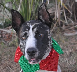 Catahoula Leopard Dog Dogs for adoption in Sanford, FL, USA