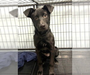 Labrador Retriever-Unknown Mix Dogs for adoption in Jefferson, NJ, USA