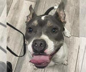 American Pit Bull Terrier Dogs for adoption in Redlands, CA, USA