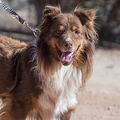 Australian Shepherd Dogs for adoption in Kanab, UT, USA