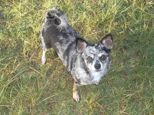 Australian Shepherd-Chihuahua Mix Dogs for adoption in Bonifay, MO, USA