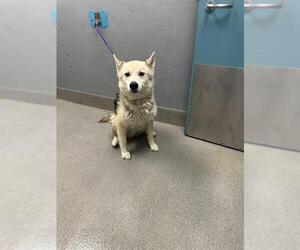 German Shepherd Dog-Siberian Husky Mix Dogs for adoption in Las Vegas, NV, USA