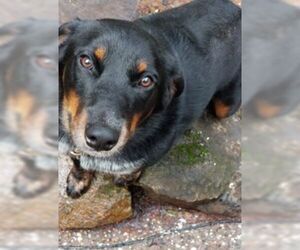 Australian Shepherd-Rottweiler Mix Dogs for adoption in Lakeport, CA, USA