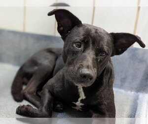 Labrador Retriever-Staffordshire Bull Terrier Mix Dogs for adoption in Denison, TX, USA