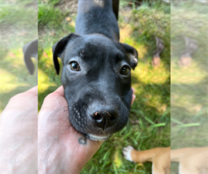 American Pit Bull Terrier-Unknown Mix Dogs for adoption in Holly Springs, NC, USA