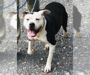 American Bulldog Dogs for adoption in Towson, MD, USA