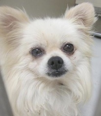 Pomeranian Dogs for adoption in Pampa, TX, USA