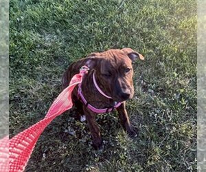 Staffordshire Bull Terrier Dogs for adoption in Ogden, UT, USA