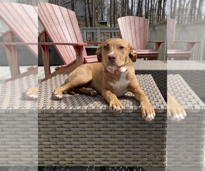 American Pit Bull Terrier-Labrador Retriever Mix Dogs for adoption in Brewster, NY, USA