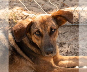 Shepradors Dogs for adoption in oakland, FL, USA