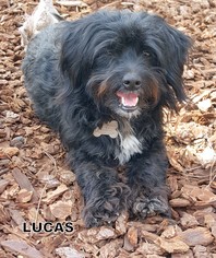 Lhasa-Poo Dogs for adoption in Lindsay, CA, USA