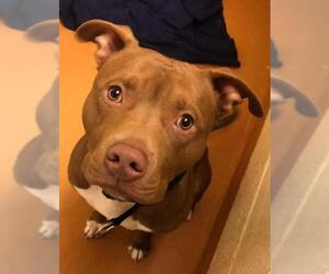 American Pit Bull Terrier-Unknown Mix Dogs for adoption in Sewaren, NJ, USA