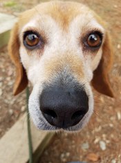Beagle Dogs for adoption in Chestertown, MD, USA