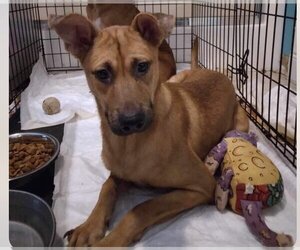 Mutt Dogs for adoption in Aurora, IN, USA