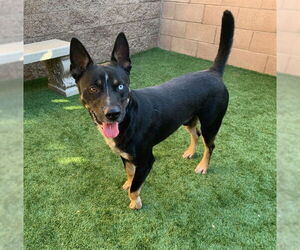 German Shepherd Dog-Unknown Mix Dogs for adoption in Moreno Valley, CA, USA