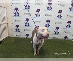 Mutt Dogs for adoption in Orlando, FL, USA