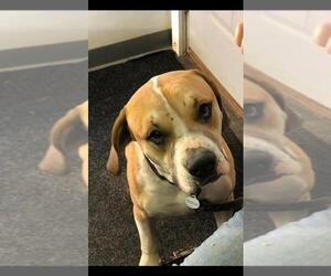 Beabull Dogs for adoption in Blairsville, GA, USA