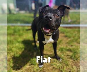 American Pit Bull Terrier-Unknown Mix Dogs for adoption in Louisville, KY, USA