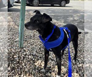 Chihuahua Dogs for adoption in Boston, MA, USA