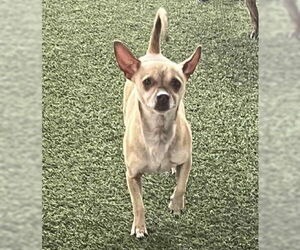 Chihuahua-Unknown Mix Dogs for adoption in Grafton, WI, USA