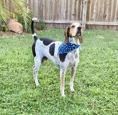 Bluetick Coonhound Dogs for adoption in Tampa, FL, USA
