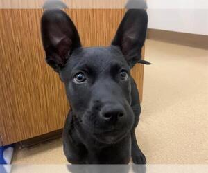 Great Dane-Unknown Mix Dogs for adoption in San Clemente, CA, USA