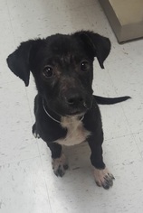 Borador Dogs for adoption in Dallas, TX, USA