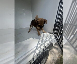 Siberian Husky-Unknown Mix Dogs for adoption in Houston, TX, USA