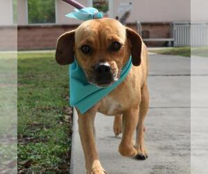 Pug-Unknown Mix Dogs for adoption in San Antonio, TX, USA
