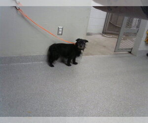 Cairn Terrier-Miniature Schnauzer Mix Dogs for adoption in Pasadena, TX, USA