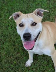 American Pit Bull Terrier-Labrador Retriever Mix Dogs for adoption in Danville, KY, USA
