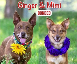 Mutt Dogs for adoption in Unionville, PA, USA