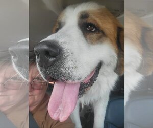 Saint Bernard Dogs for adoption in Pipe Creek, TX, USA