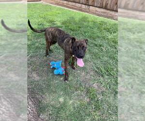 Bullboxer Pit Dogs for adoption in Plano, TX, USA