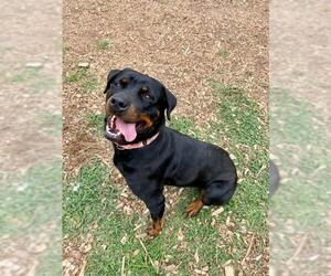 Rottweiler Dogs for adoption in Peachtree City, GA, USA