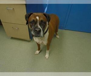 Boxer Dogs for adoption in Pueblo, CO, USA