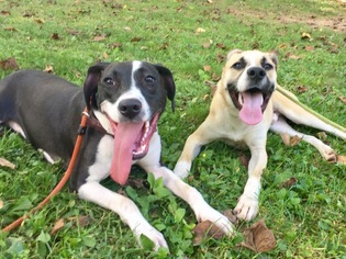 Mutt Dogs for adoption in Media, PA, USA