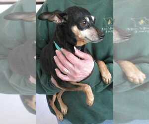 Miniature Pinscher Dogs for adoption in Boonville, MO, USA