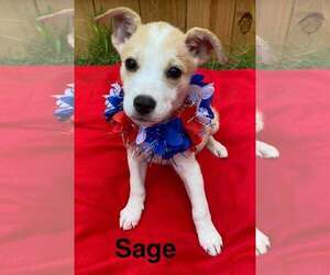 Huskies -Staffordshire Bull Terrier Mix Dogs for adoption in Sheboygan, WI, USA