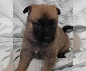 Labrador Retriever-Unknown Mix Dogs for adoption in Thief River Falls, MN, USA