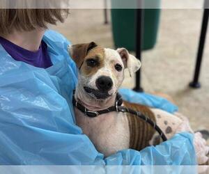 Mutt Dogs for adoption in Raleigh, NC, USA